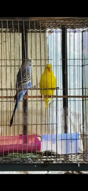 Budgerigar Birds