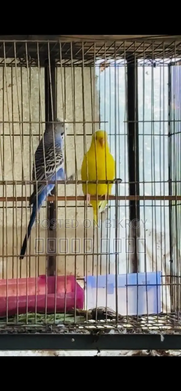 Budgerigar Birds