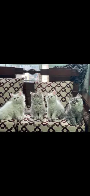 White Persian Female