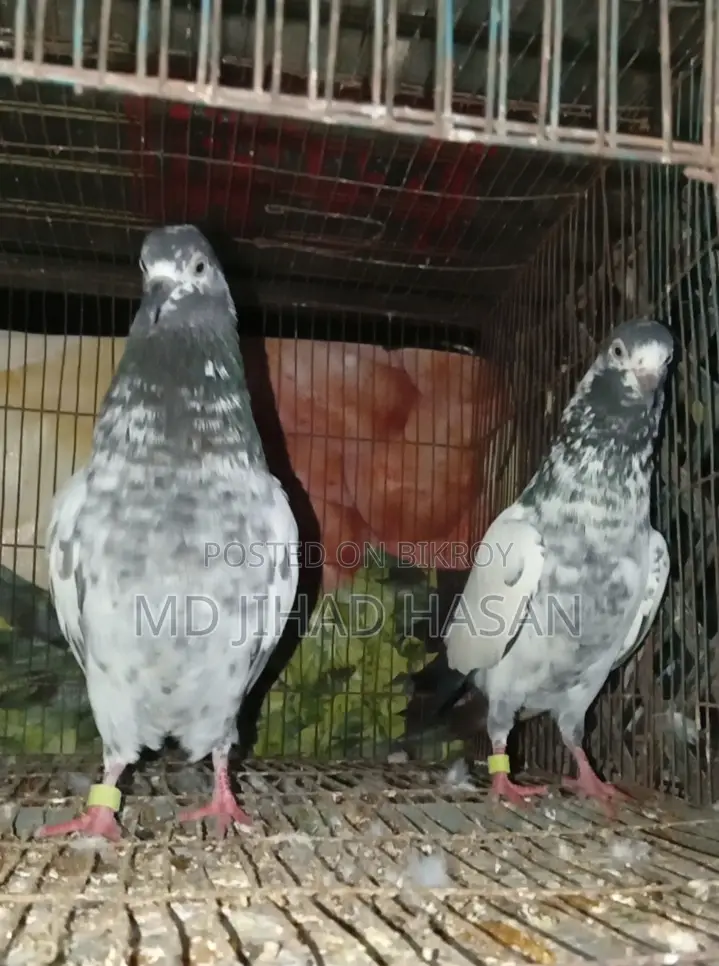Teddy Pigeon