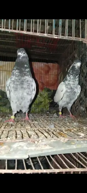 Teddy Pigeon