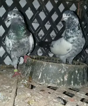 Teddy Pigeon