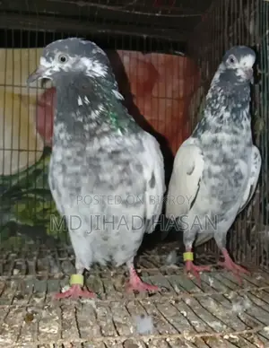 Teddy Pigeon