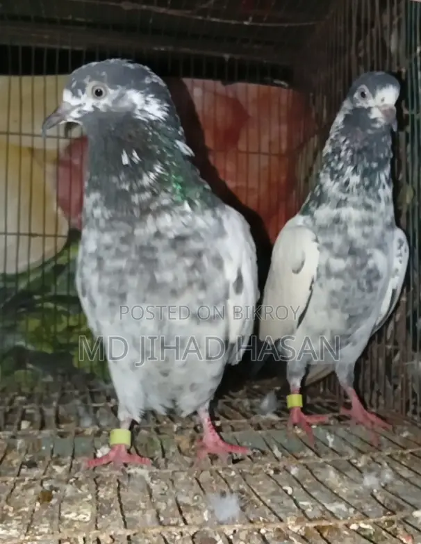 Teddy Pigeon
