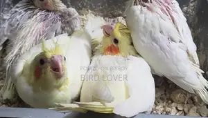 Cockatiel Baby