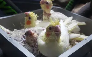 ককাটেল বেবি