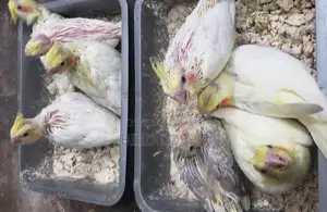 ককাটেল বেবি