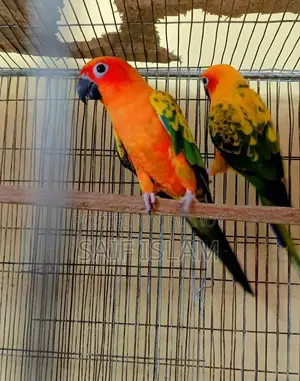 Sun Conure Birds