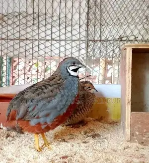 King Quail Birds for Sale.
