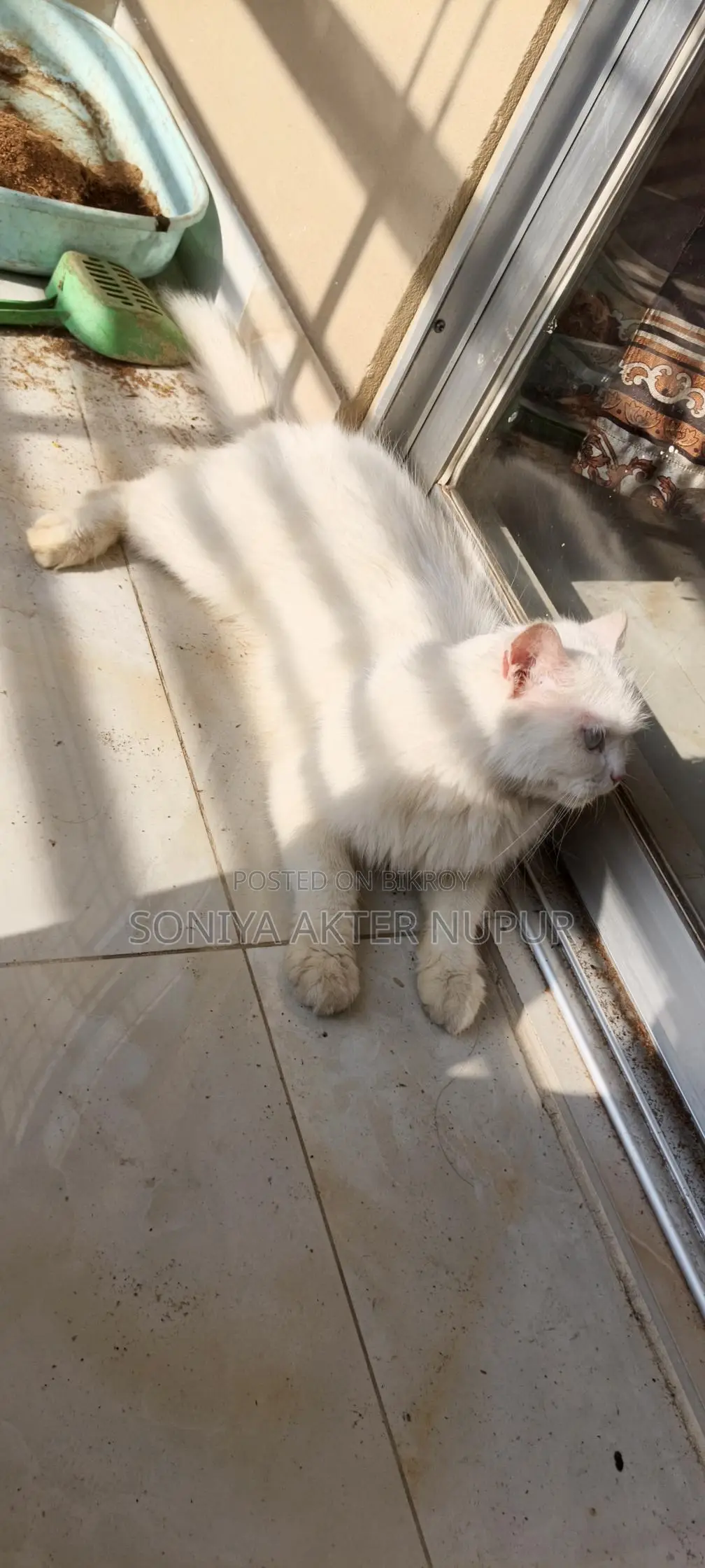 Persian Cat for Sale