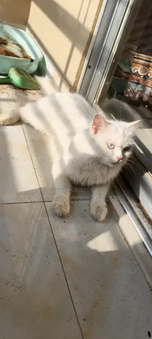 Persian Cat for Sale