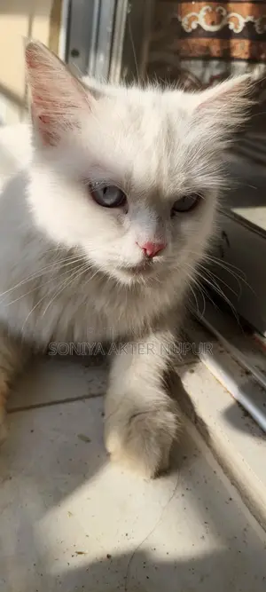 Persian Cat for Sale