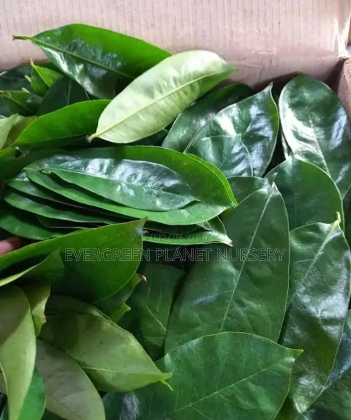 Corossol Leaves 200pcs