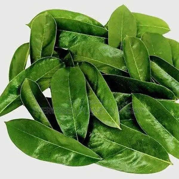 Corossol Leaves 200pcs