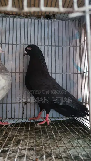 জাক নর