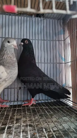 জাক নর