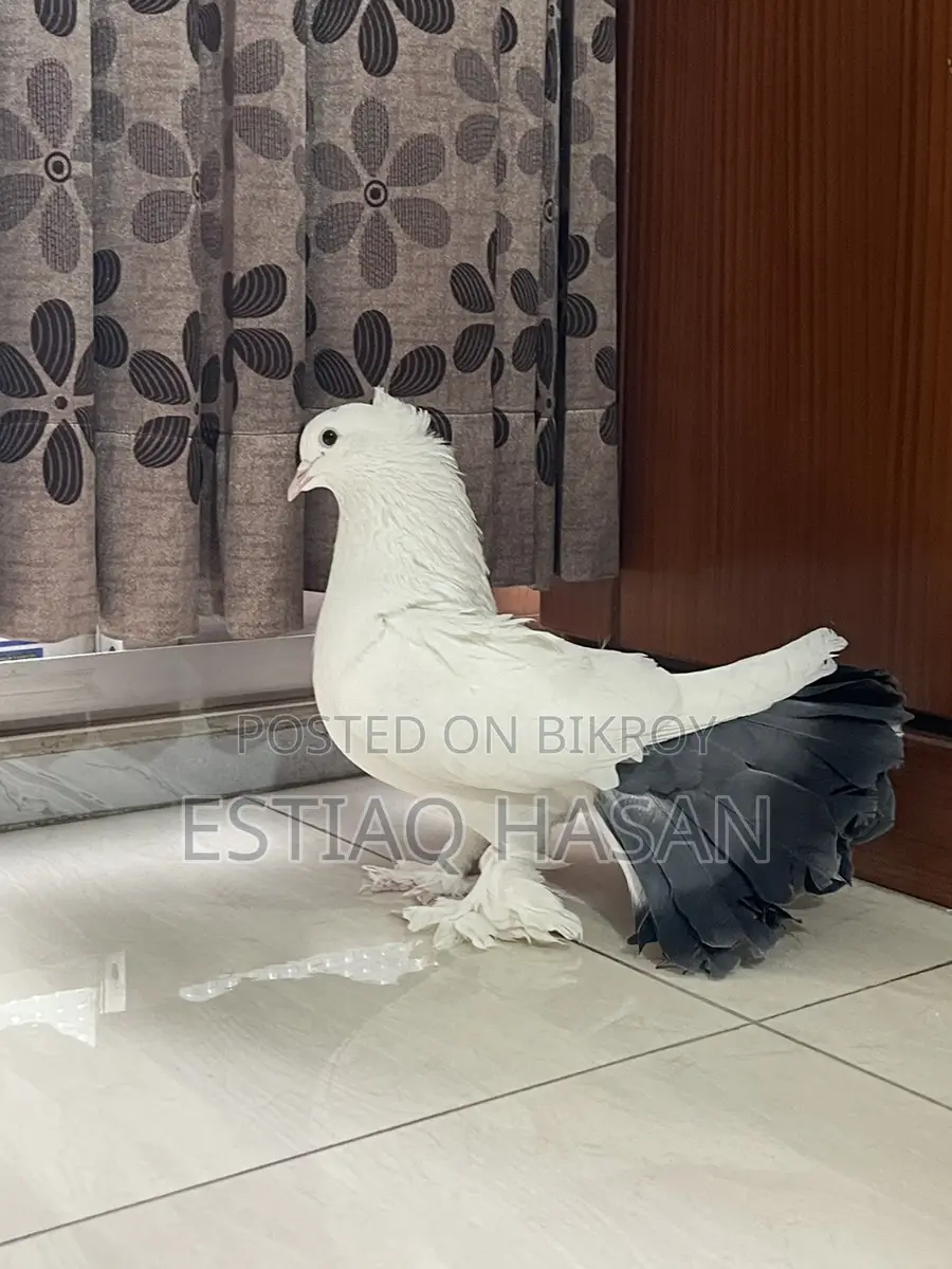 1 Piece Adult Male Lakha Pigeon