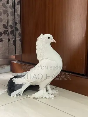 1 Piece Adult Male Lakha Pigeon