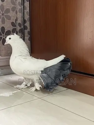 1 Piece Adult Male Lakha Pigeon