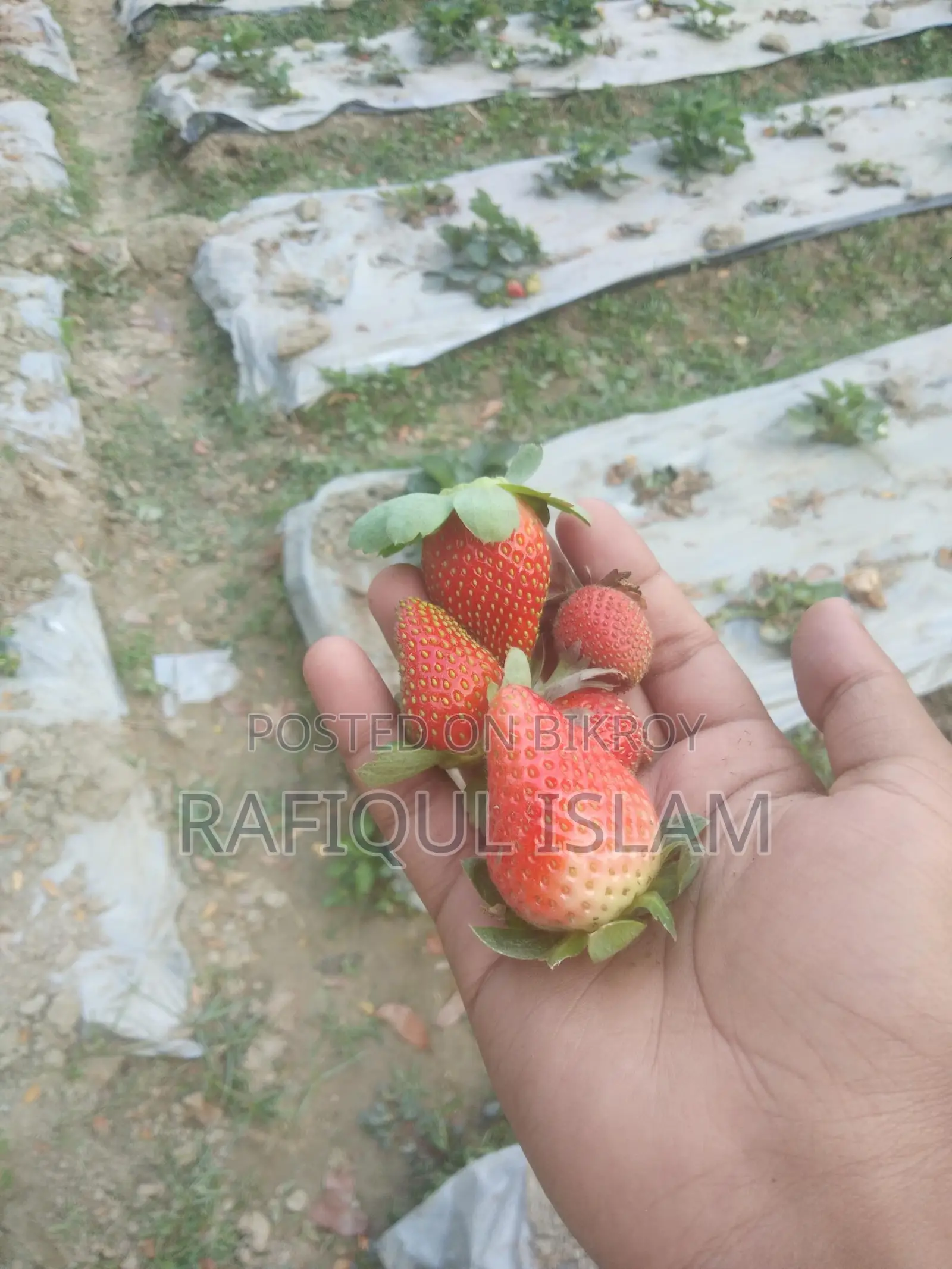 স্ট্রবেরি ও স্ট্রবেরির চারা বিক্রি করা হয়