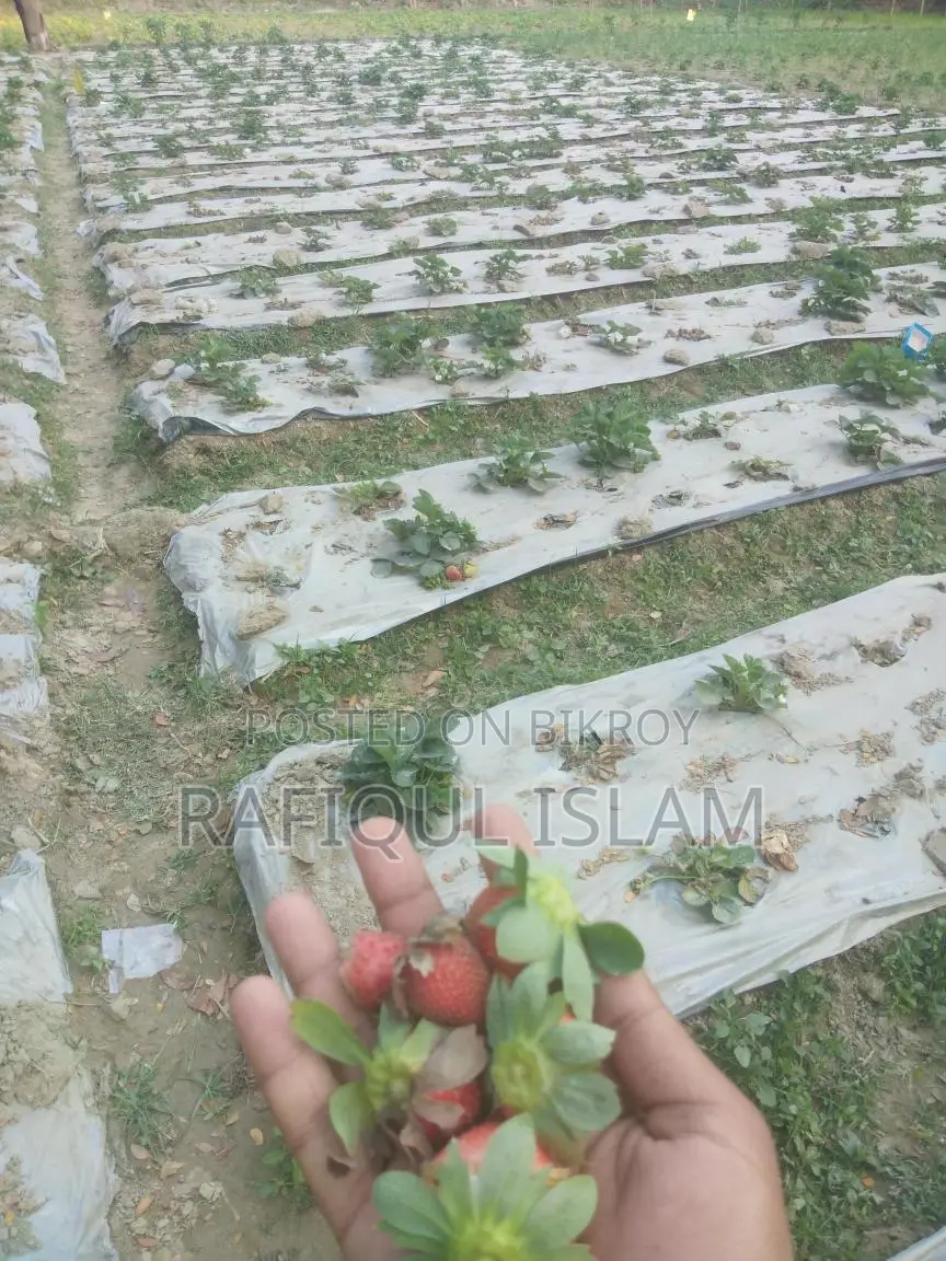 স্ট্রবেরি ও স্ট্রবেরির চারা বিক্রি করা হয়
