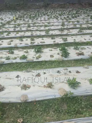 স্ট্রবেরি ও স্ট্রবেরির চারা বিক্রি করা হয়