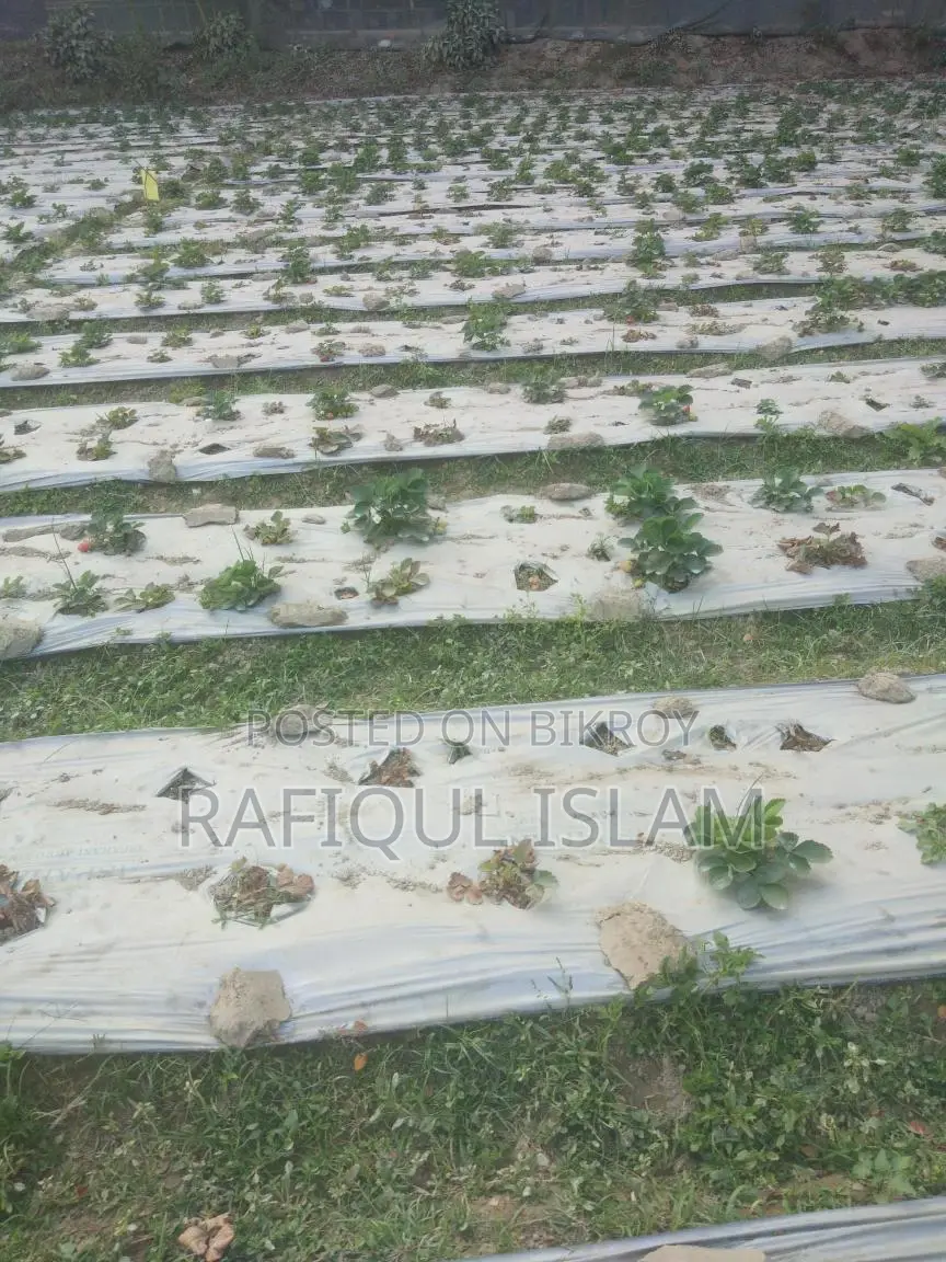 স্ট্রবেরি ও স্ট্রবেরির চারা বিক্রি করা হয়