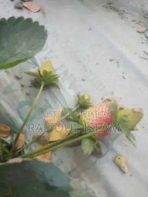 স্ট্রবেরি ও স্ট্রবেরির চারা বিক্রি করা হয়