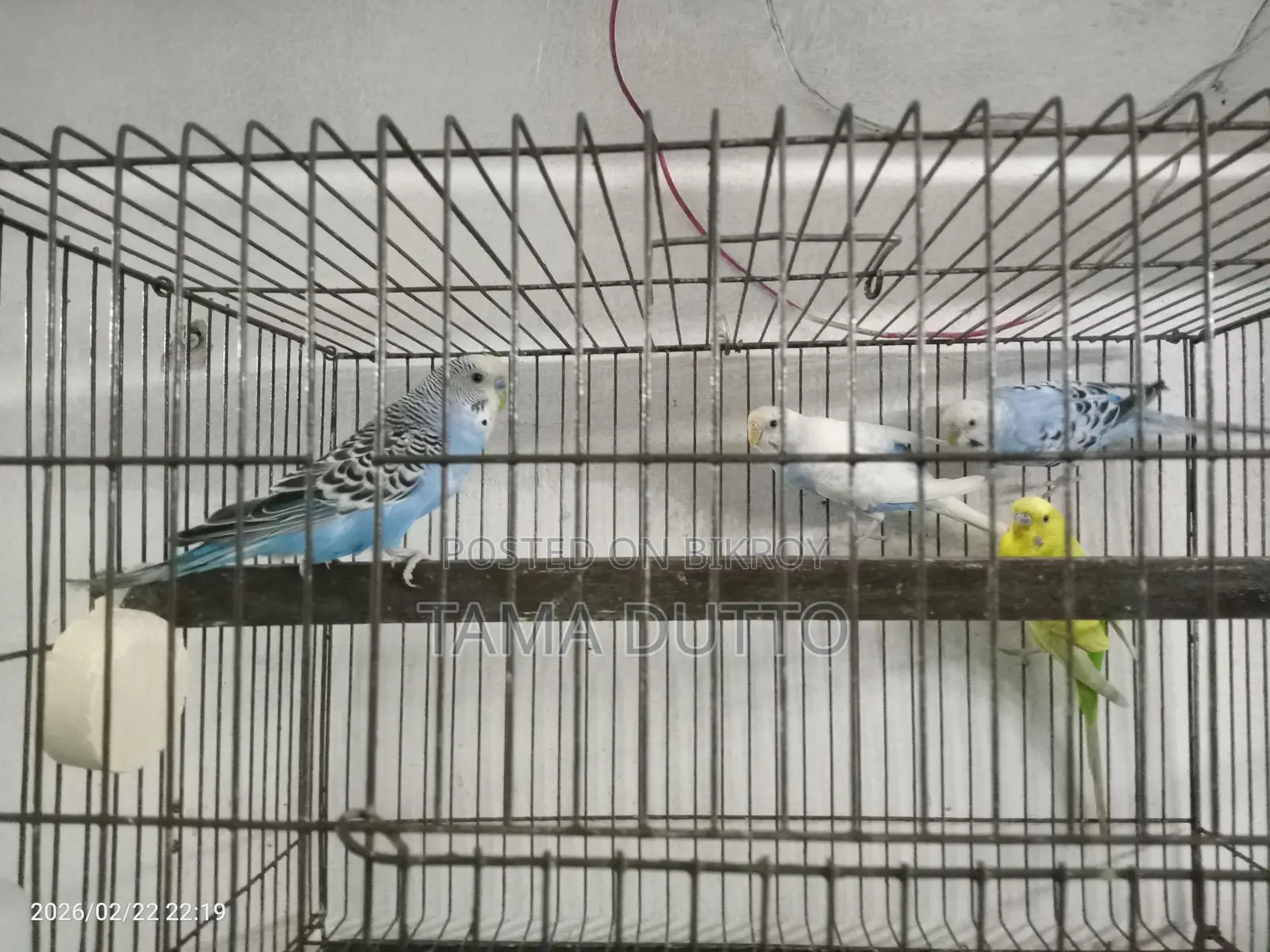 Budgerigar Birds