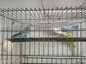 Budgerigar Birds