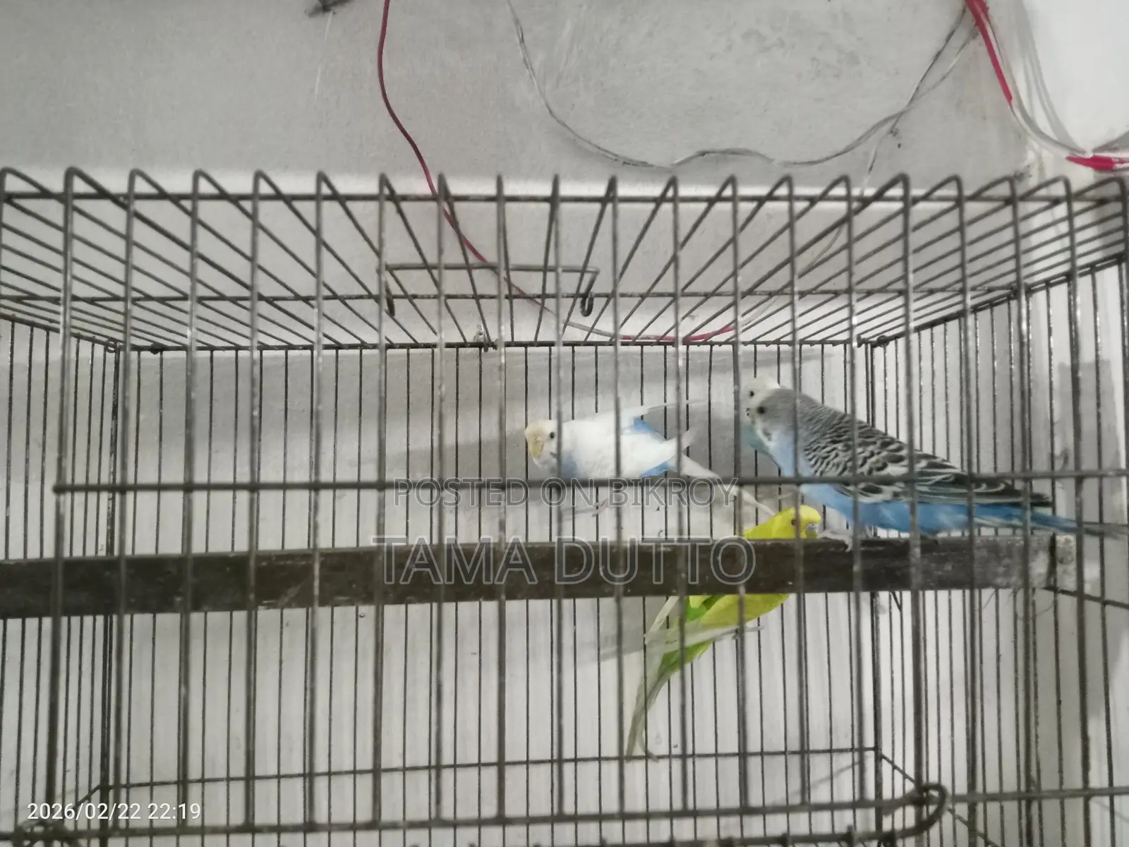 Budgerigar Birds