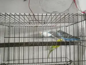 Budgerigar Birds
