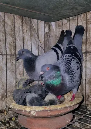 Pigeons