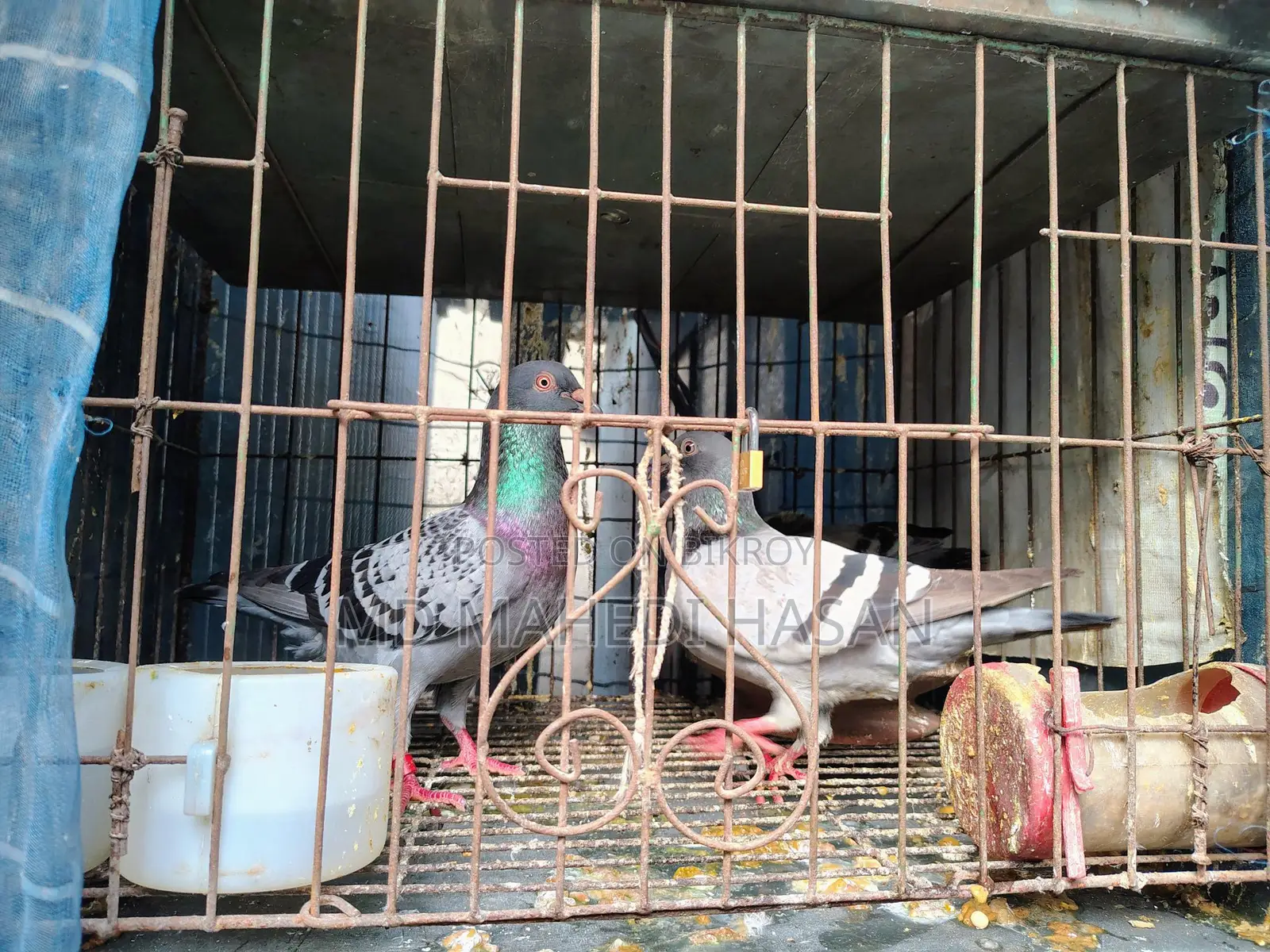 Pigeons