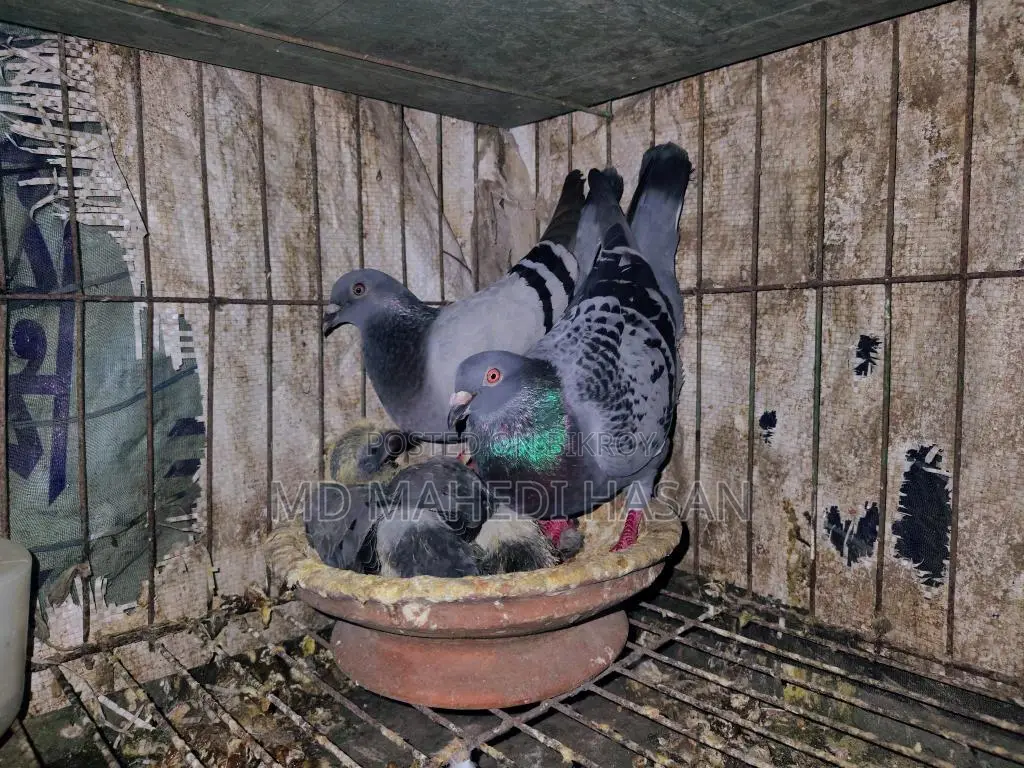 Pigeons