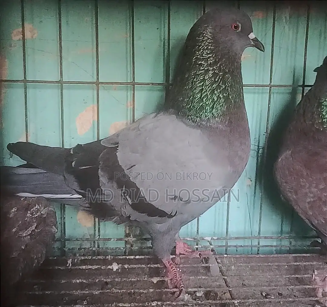 Golla Pair