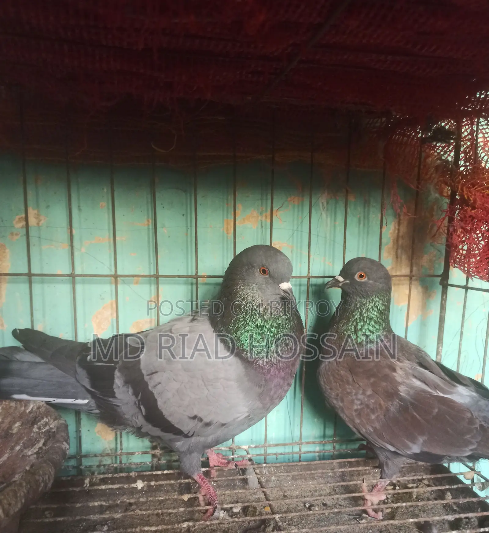 Golla Pair