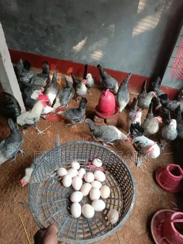 Laying Fayoumi chickens for sale.