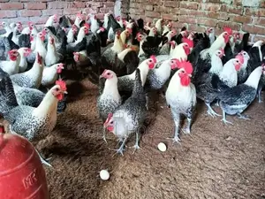 Laying Fayoumi chickens for sale.