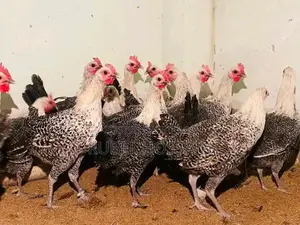 Laying Fayoumi chickens for sale.