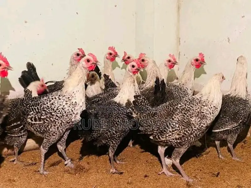 Laying Fayoumi chickens for sale.