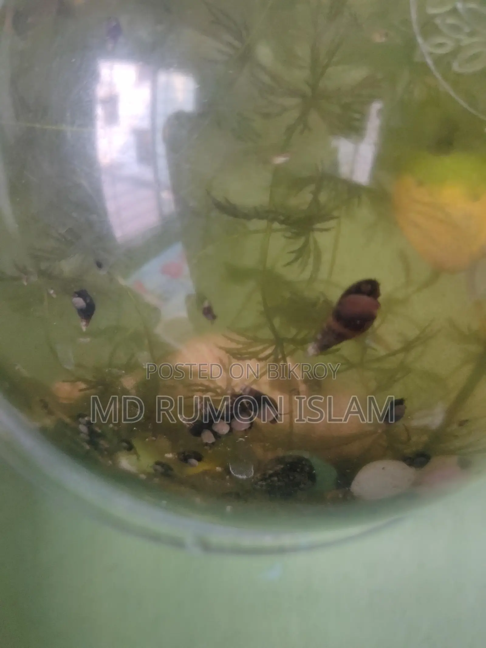 Snails for Aquarium