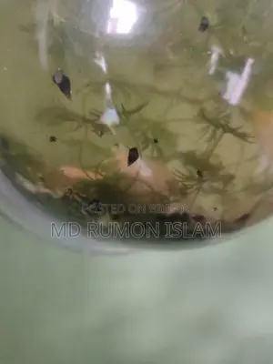 Snails for Aquarium