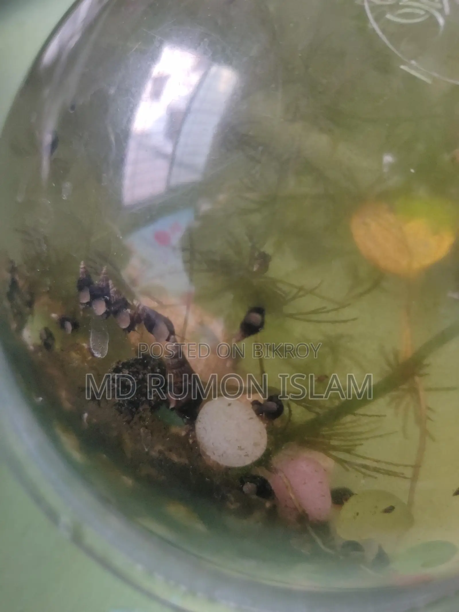 Snails for Aquarium