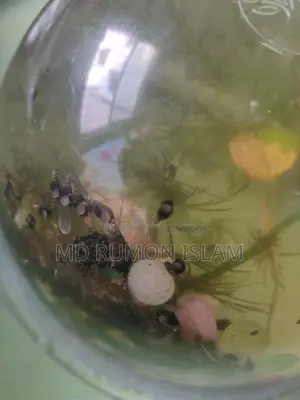 Snails for Aquarium
