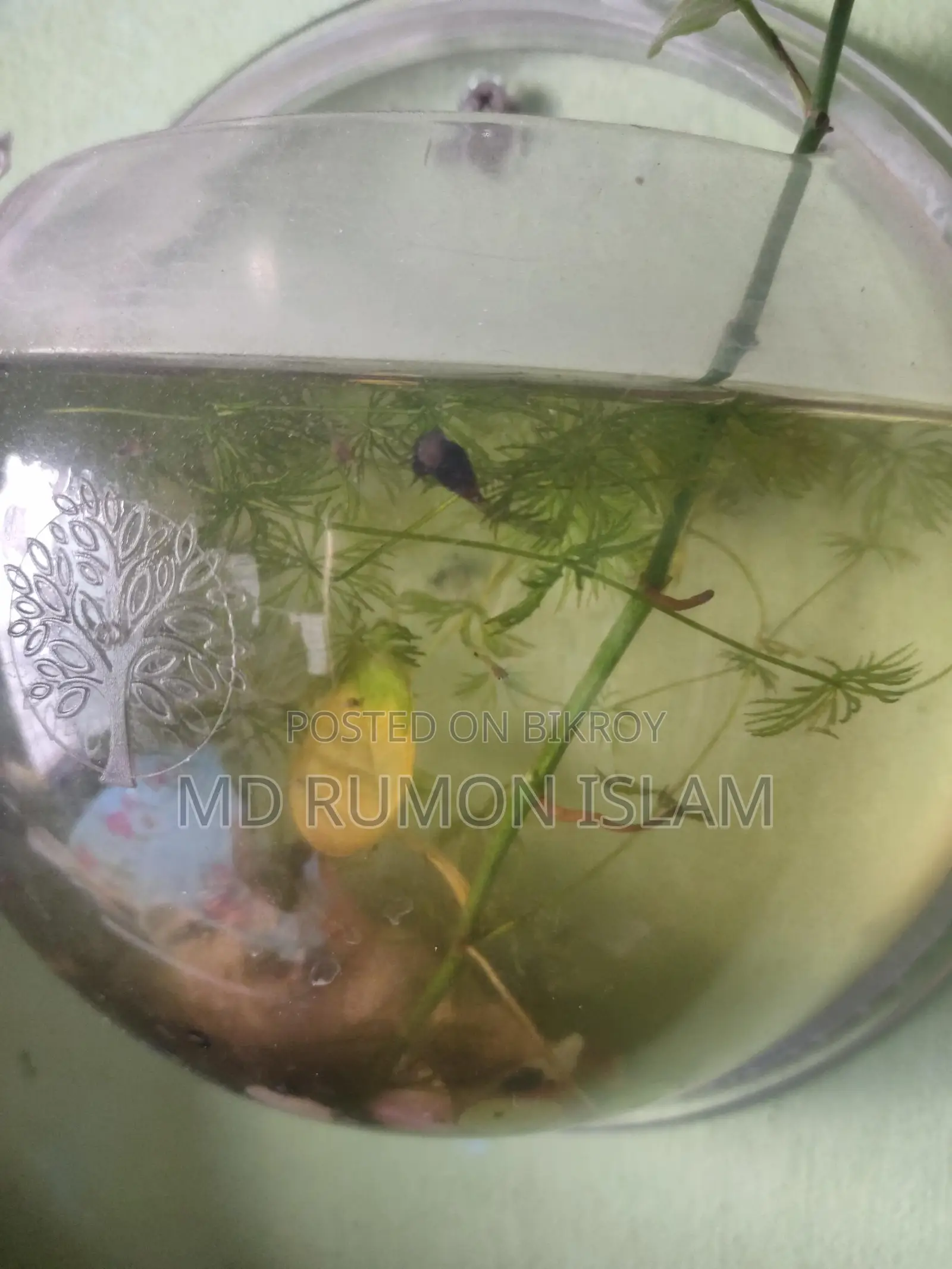 Snails for Aquarium