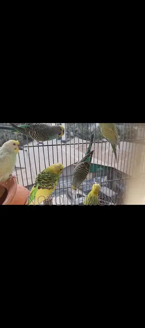 3 Pairs of Running Budgerigar Birds