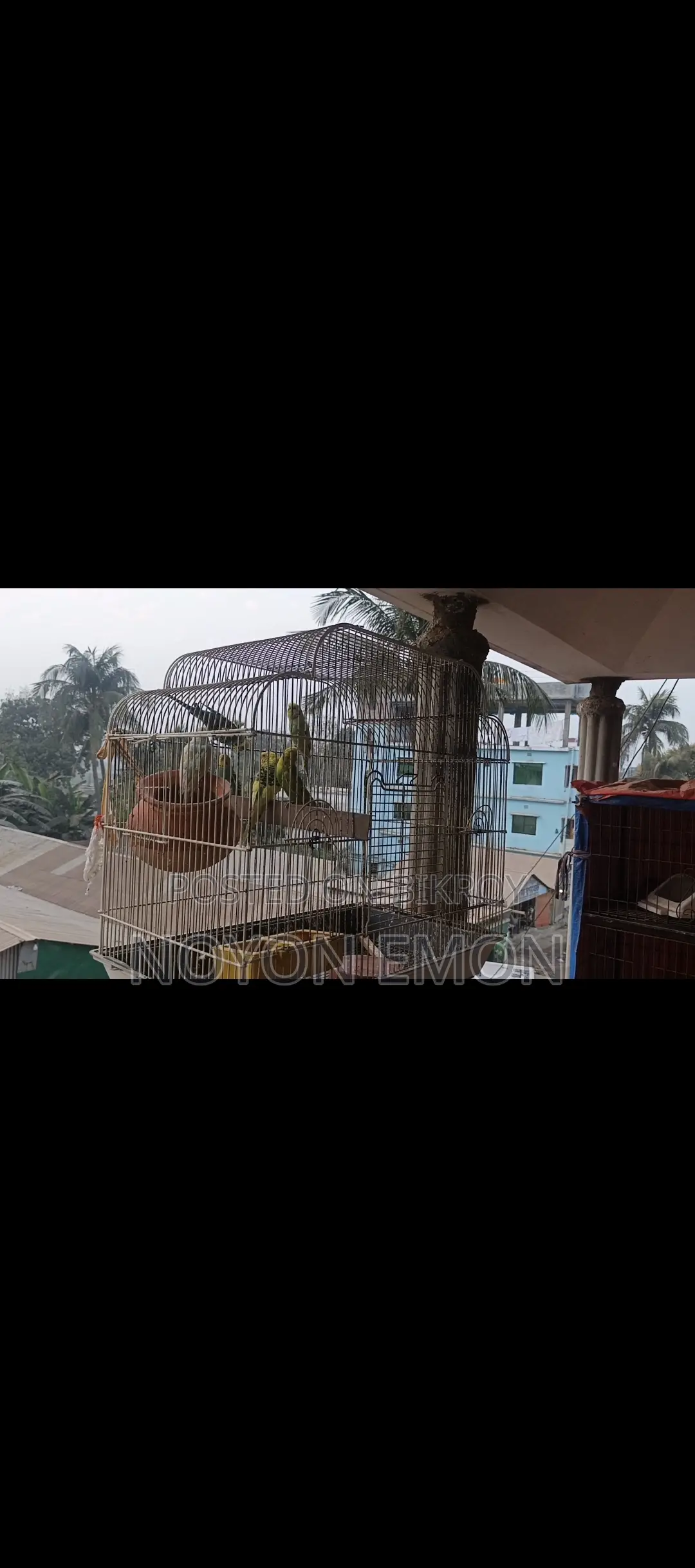 3 Pairs of Running Budgerigar Birds
