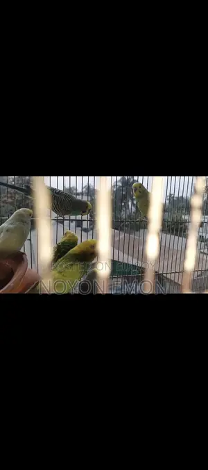 3 Pairs of Running Budgerigar Birds