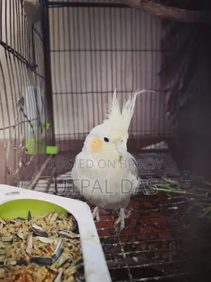 Gray Breeding Female Cockatiel
